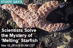 Scientists Solve the Mystery of &#39;Melting&#39; Starfish