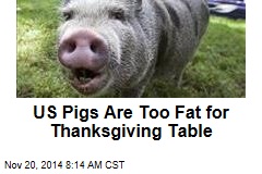 US Pigs Are Too Fat for Thanksgiving Table