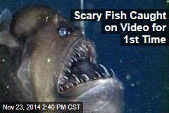 Ugly Fish Caught on Video for 1st Time
