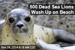 500 Dead Sea Lions Wash Up on Beach
