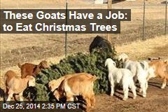 These Goats Have a Job: to Eat Christmas Trees