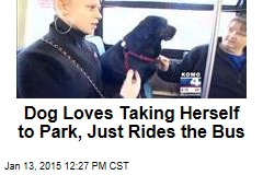 Dog Loves Taking Herself to Park, Just Rides the Bus