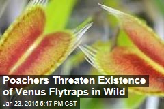Venus Flytraps&#39; Biggest Threat: Poachers