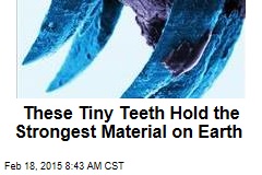 These Tiny Teeth Hold the Strongest Material on Earth