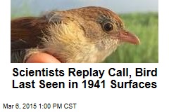 &#39;Extinct&#39; Bird Sings to Scientists in Burma