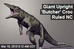 Giant Upright &#39;Butcher&#39; Croc Ruled NC