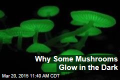 Why Some Mushrooms Glow in the Dark
