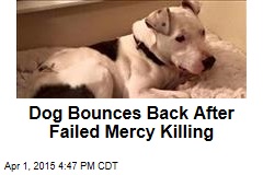 Dog Bounces Back After Failed Mercy Killing