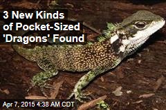 3 New Kinds of Pocket-Sized &#39;Dragons&#39; Found