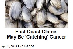 East Coast Clams May Be &#39;Catching&#39; Cancer