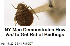 How Not to Get Rid of Bedbugs