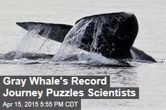 Gray Whale&#39;s Record Journey Puzzles Researchers
