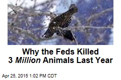US Kills 3M Animals a Year to Protect Wildlife
