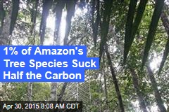 1% of Amazon&#39;s Tree Species Suck Half the Carbon
