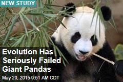 Evolution Has Seriously Failed Giant Pandas