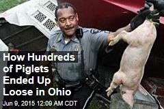 Hundreds of Piglets Escape After Crash