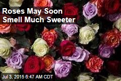 Roses May Soon Smell Much Sweeter