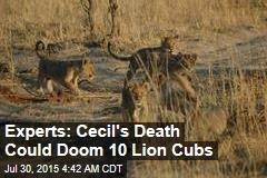 Experts: Cecil&#39;s Death Could Doom 10 Lion Cubs
