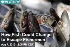 How Fish Could Change to Escape Fishermen