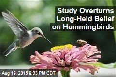Study Overturns Long-Held Belief on Hummingbirds