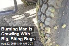 Burning Man Is Crawling With Big, Biting Bugs
