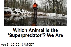 Which Animal Is the &#39;Superpredator&#39;? We Are