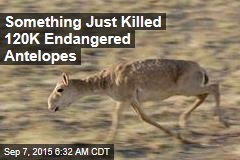 Something Just Killed 120K Endangered Antelopes