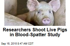 Researchers Shoot Live Pigs in Blood-Spatter Study