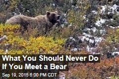 What You Should Never Do If You Meet a Bear