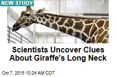 Scientists Uncover Clues About Giraffe&#39;s Long Neck