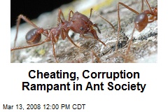 Cheating, Corruption Rampant in Ant Society