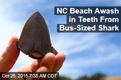 NC Beach Awash in Teeth From Bus-Sized Shark