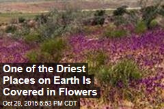 One of the Driest Place on Earth Is Covered in Flowers