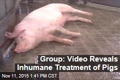 Undercover Video Reveals Inhumane Treatment of Pigs