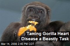 Taming Gorilla Heart Disease a Beastly Task