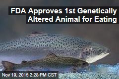 FDA Approves 1st Genetically Altered Animal for Eating