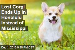 Lost Corgi Ends Up in Honolulu Instead of Mississippi