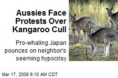 Aussies Face Protests Over Kangaroo Cull