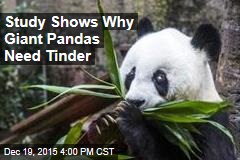Study Shows Why Giant Pandas Need Tinder