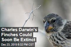 Charles Darwin&#39;s Finches Could Soon Be Extinct
