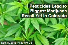Pesticides Lead to Biggest Marijuana Recall Yet in Colorado