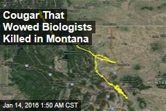Cougar That Wowed Biologists Killed in Montana