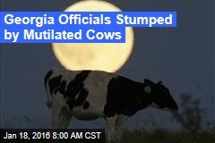 Ga. Officials Stumped By Mutilated Cows