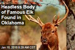 Headless Body of Famous Elk Found in Oklahoma