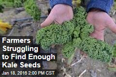 Farmers Struggling to Find Enough Kale Seeds