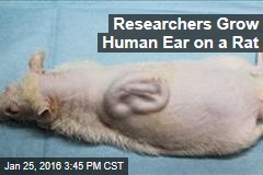 Researchers Grow Human Ear on a Rat