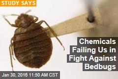 Chemicals Failing Us in Fight Against Bedbugs