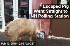 Escaped Pig Went Straight to NH Polling Station