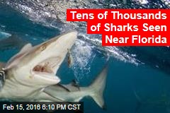 Tens of Thousands of Sharks Seen Near Florida