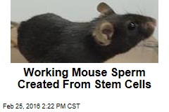 Working Mouse Sperm Created From Stem Cells